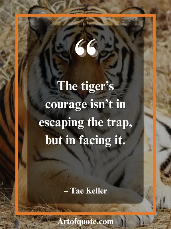 tiger courage facing the trap