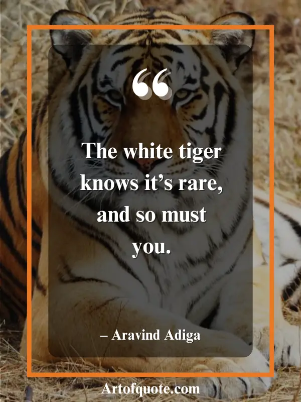 white tiger knows its rare